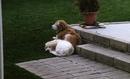 Luke at his favorite spot in the backyard...along with his shadow.